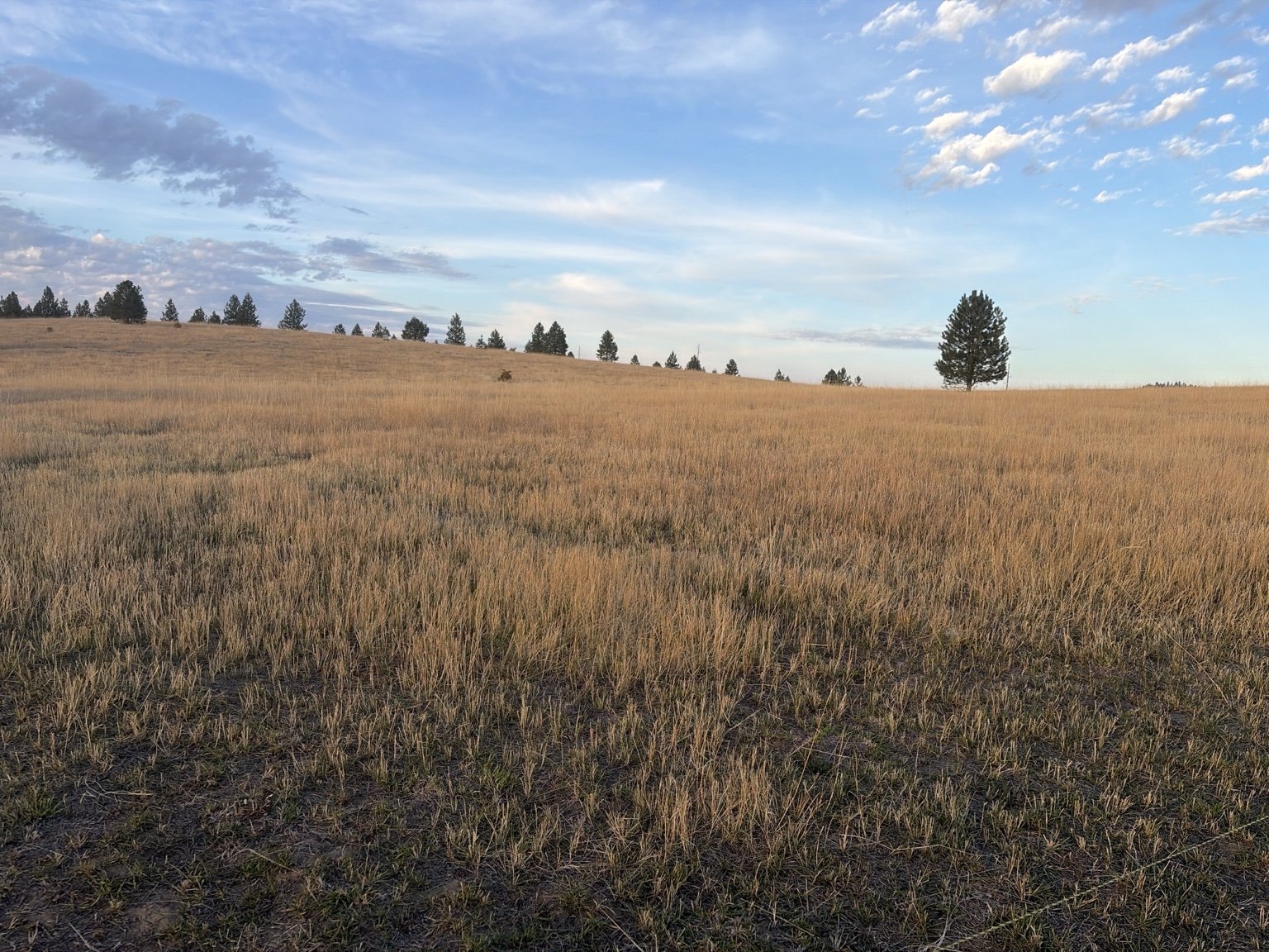 Rolling grassland at the proposed track location