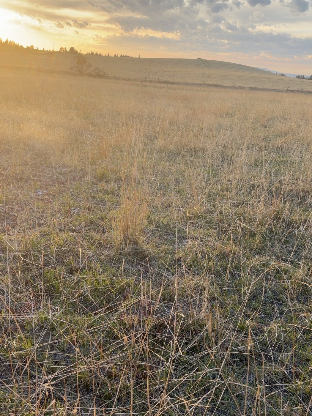 Low grassy ground in the proposed pond area