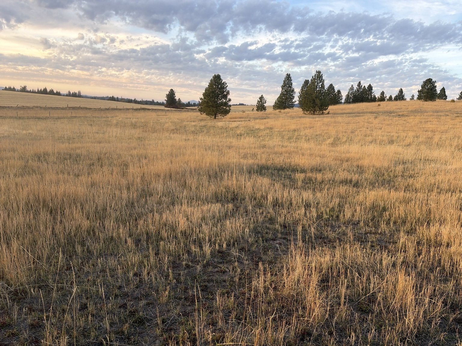 Real proposed track property, open meadow and distant pines