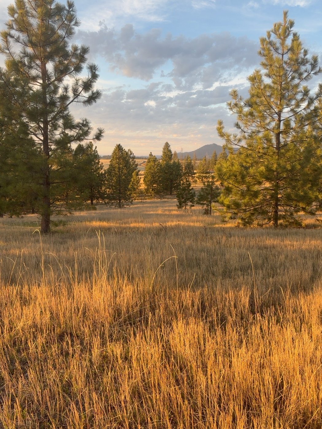 Pine grove on the proposed property